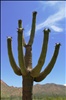 giant saguaro cactus